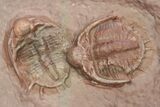 Cluster of Basseiarges & Austerops Trilobite - Jorf, Morocco #276182-6